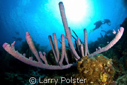 D300, Tokina 10-17, Bonaire by Larry Polster 